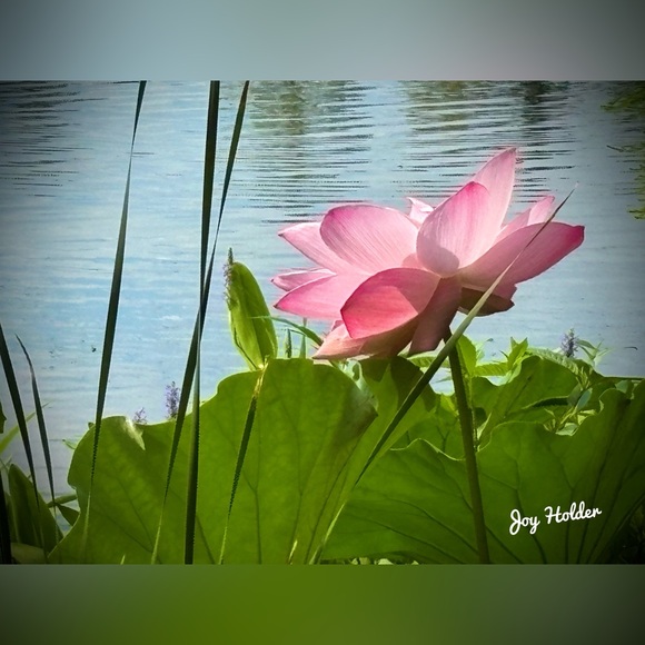 Other - Pink Lotus Wall Art Print - Pink Floral Home Art 8x10